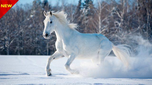horse-1280x720-cute-animals-snow-winter-5k-17108-min اسب