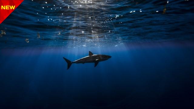 shark-1280x720-atlantic-ocean-underwater-best-diving-sites-53852-min کوسه ماهی