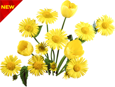 Yellow-Dandelion-PNG-Transparent-Image-2 گل قاصدک
