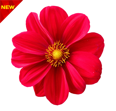 Dahlia-Transparent-Background-PNG-2 گل کوکب