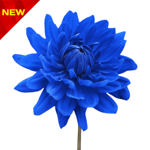 گل کوکب آبی