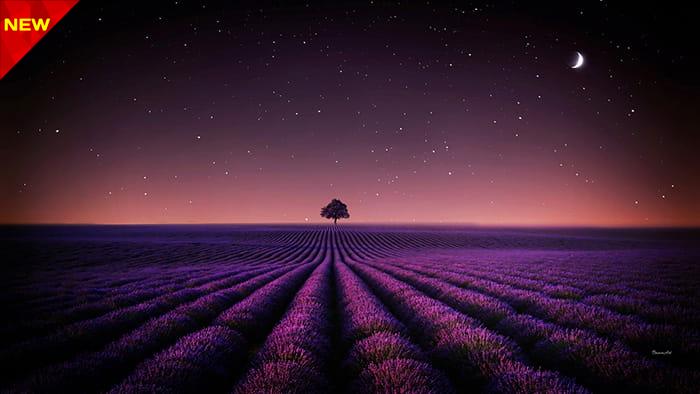 lavender-fields-1920x1080-21314-2 مجموعه والپیپر بنفش (دسکتاپ) 4K - Image 1